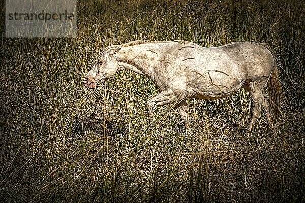 A beautiful whie mare grazing on grass near Rathdrum  Idaho