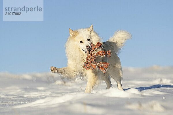 Fun in the snow