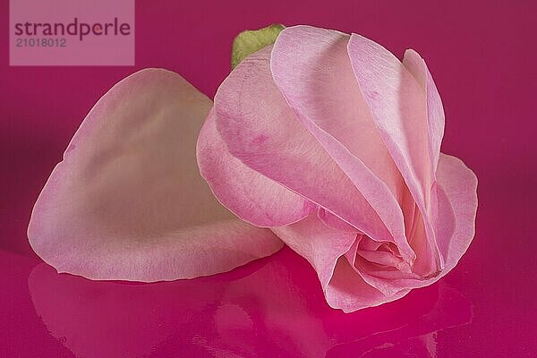 Rosebud on pink foil