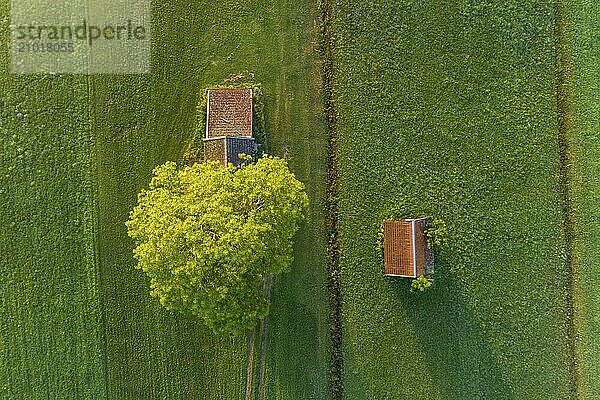 Aerial view of two huts and a tree in the morning light  Alpine foothills  Upper Bavaria  Bavaria  Germany  Europe