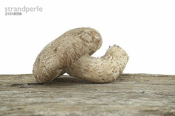 Shiitake mushrooms (Lentinula edodes) on a weathered wood surface over white background. Medicinal herbs and fungi