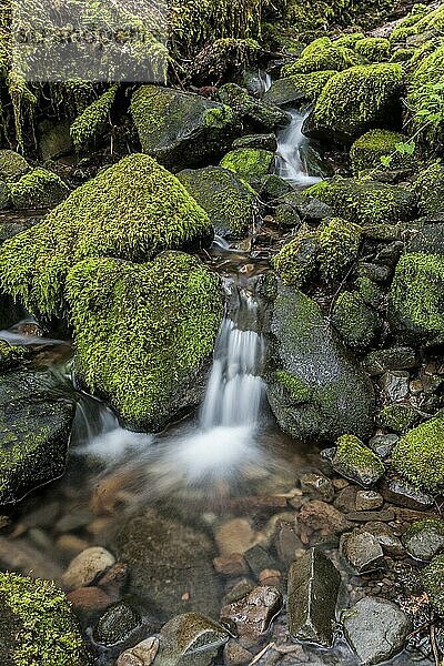 Moss covered rocks and a cascading stream near Sol Duc Falls in Washington