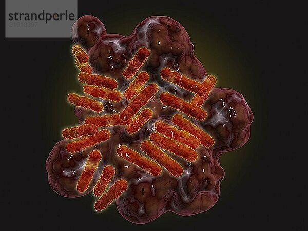 Microscopic view of Rickettsia. Rickettsia is a gram-negative bacteria carried by parasites such as ticks  fleas and lice