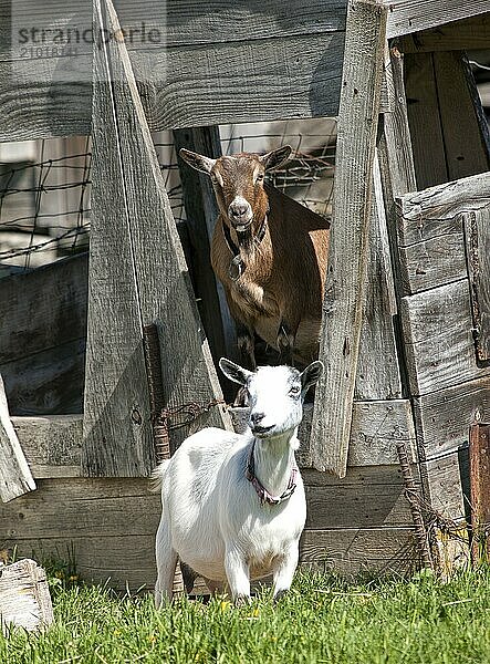 A couple of Boer goats near Hayden  Idaho. One in the grass and one in the shed