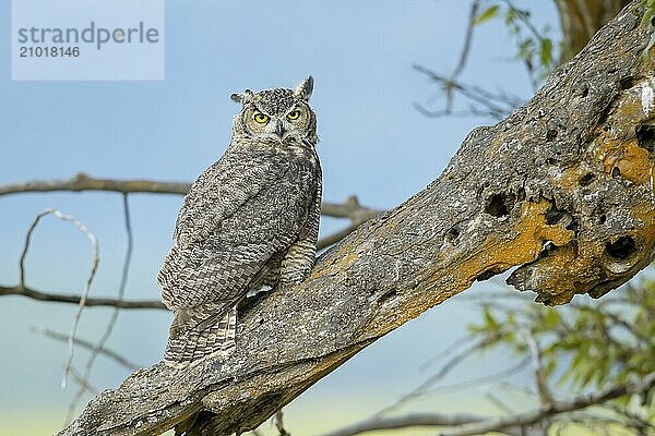 A great horned owl on an old log with the blue sky in the background at Kootenai Wildlife Refuge in Bonners Ferry  Idaho