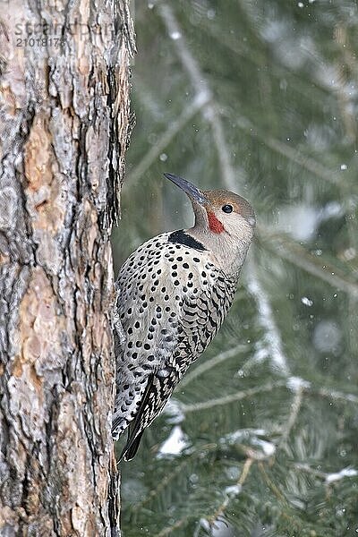 A northern Flicker is perched on a tree trunk during winter in north Idaho