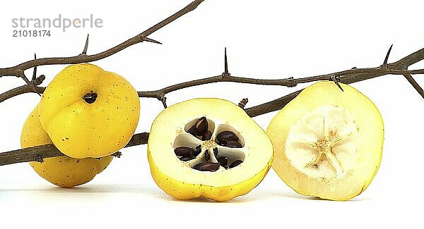 Bright golden-yellow quince fruits on leafless thorny branch and halved quince fruit isolated on white background  full depth of field  Chaenomeles japonica or Japanese quince