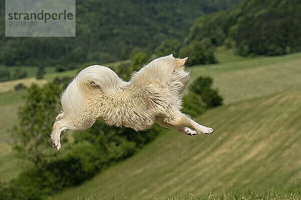 My Icelandic dog is characterised by its enormous jumping power and joy of jumping