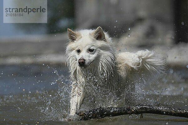 Swimming fun in Lake Constance