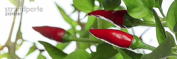 Red pepper plant with green leaves on a white background panorama  a gardening panoramic banner  Food photography  Food photography