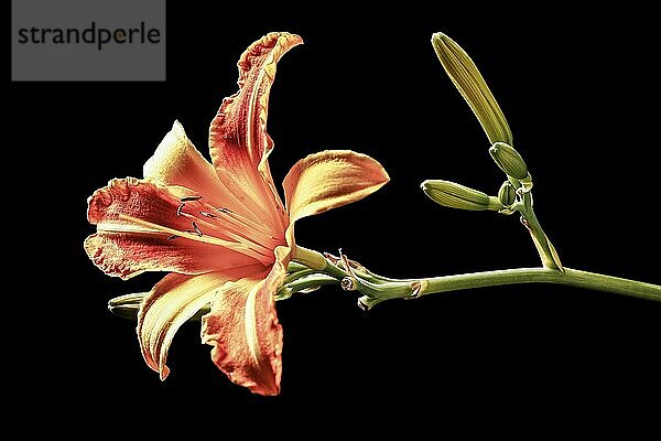 A fine art photo of a pretty day lily flower set against a black background