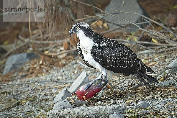 A large osprey stands guard over its fish it recently caught in north Idaho