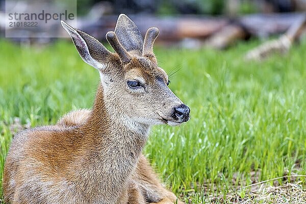 A male black tailed deer  Odocoileus hemionus columbianus  with antlers is laying in the grass on top of Hurricane Ridge in Washington. with antlers is laying in the grass on top of Hurricane Ridge in Washington