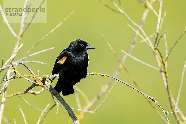 A red winged blackbird perched on a twig in Hauser  Idaho