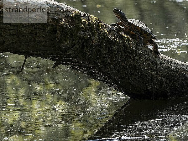 A yellow-bellied tortoise sits on a tree trunk jutting out into the Saxon Saale river