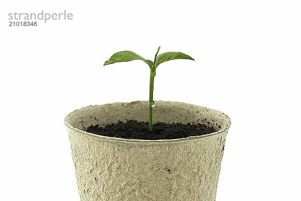 Small green seedling sprouting from dark brown soil contained within a round  light brown biodegradable pot isolated on white background