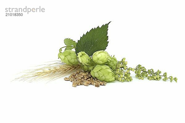 Hop cones and hop flowers near to wheat grain seeds isolated on a white background  beer brewing and pharmacy ingredients