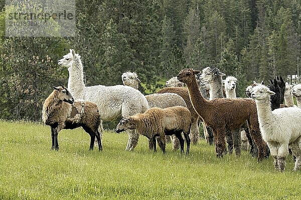 An icelandic sheep looks back at the group of farm animals in north Idaho