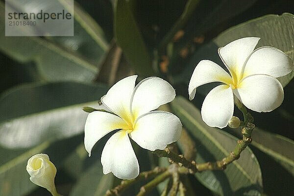 Giant frangipani flowers  South India