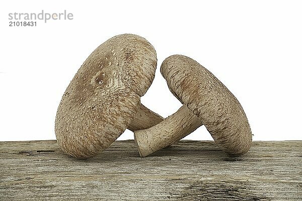 Shiitake mushrooms on a aged wood surface in front of a white background. Lentinula edodes  medicinal herbs and fungi