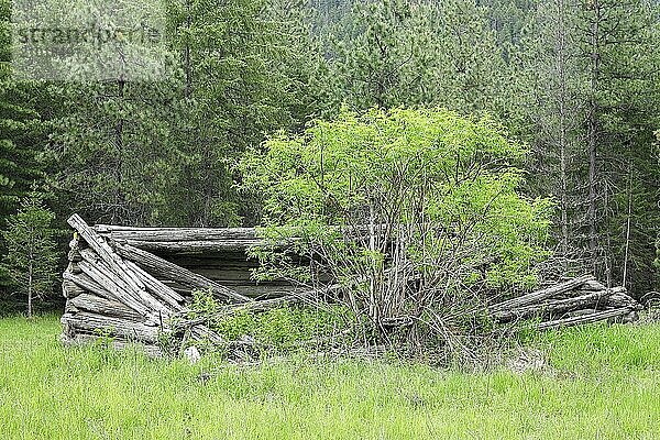 The ruins of an old log cabin over grown with a tree and grass located near Athol  Idaho