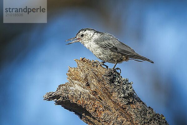 A small nuthatch songbird is perched on a tree branch at Turnbull wildlife refuge in Cheney  Washington