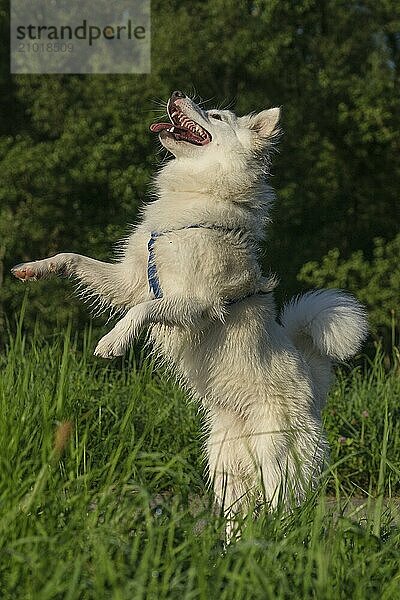 Icelandic dog