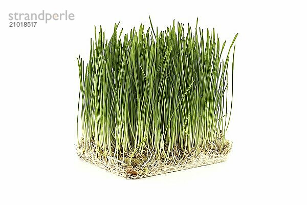 Vibrant cube-shaped mesh tray containing fresh green wheatgrass with visible roots isolated on white background