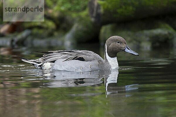 Northern Pintail  Anas acuta  Northern Pintail