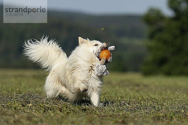 Pure joie de vivre