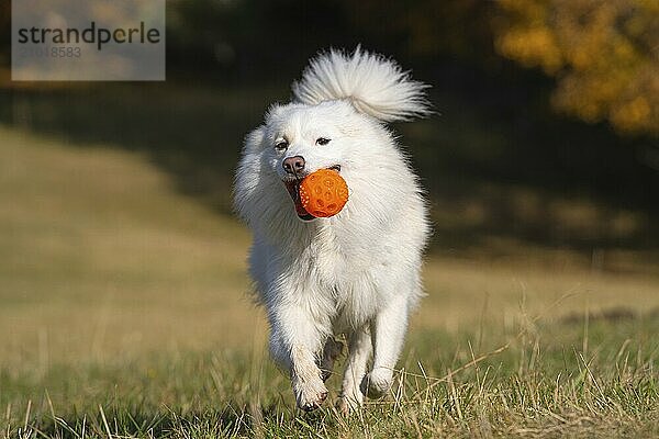 Retrieving Icelandic Hound