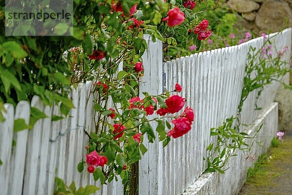 Blooming red roses climbing along a white picket fence in a garden  svaneke  bornholm  baltic sea  denmark  scandinavia