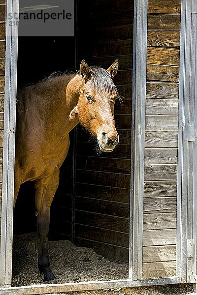 A chestnut colored horse stands at the doorway of a barn in Hayden  Idaho