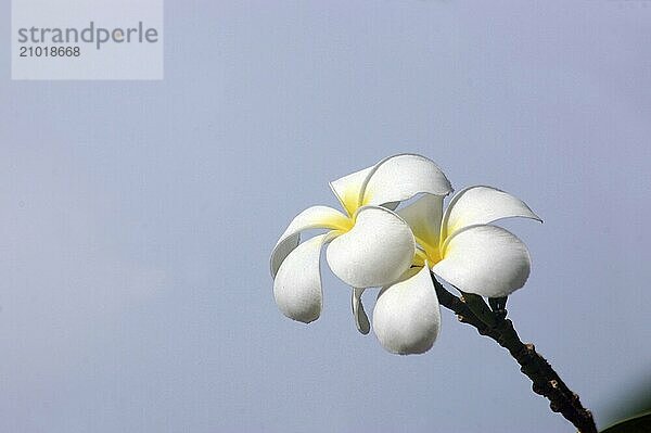 Giant frangipani flowers against blue sky  South India