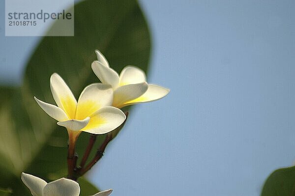 Giant frangipani flowers against blue sky  South India