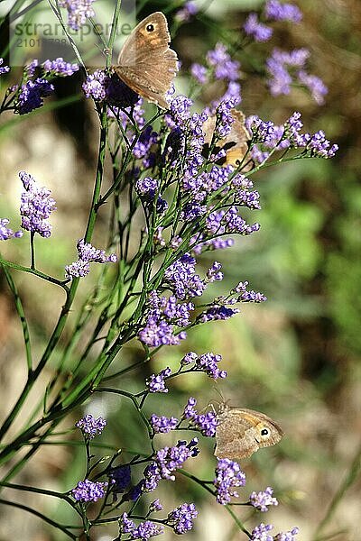 Butterfly ox-eye  summer  Saxony  Germany  Europe