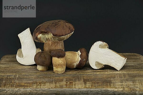 Boletus pinophilus  commonly known as the pine bolete or pinewood king bolete over black background  full depth of field