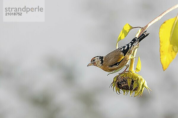 Goldfinch sitting on an old sunflower with seeds between blooming sunflowers against a blurred green background