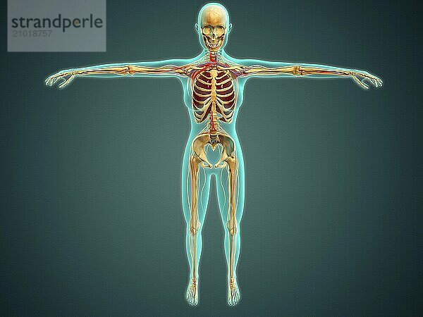 Medical illustration of human body showing skeletal system  arteries  veins  and nervous system