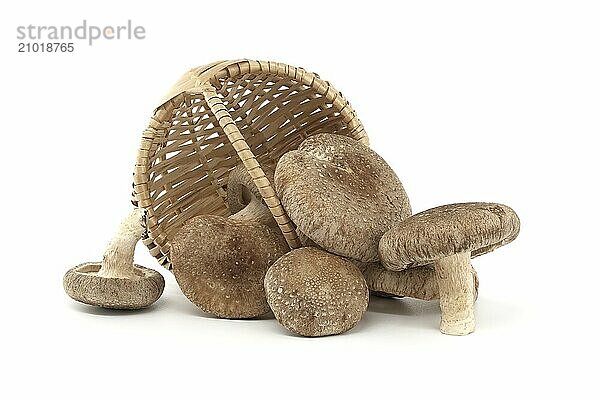 Shiitake mushrooms (Lentinula edodes) in woven wicker basket over white background. Medicinal herbs and fungi