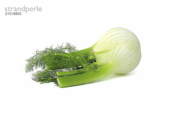 Whole fennel bulb predominantly light yellow  with contrasting shades of green on the stalks and feathery leaves isolated on white background