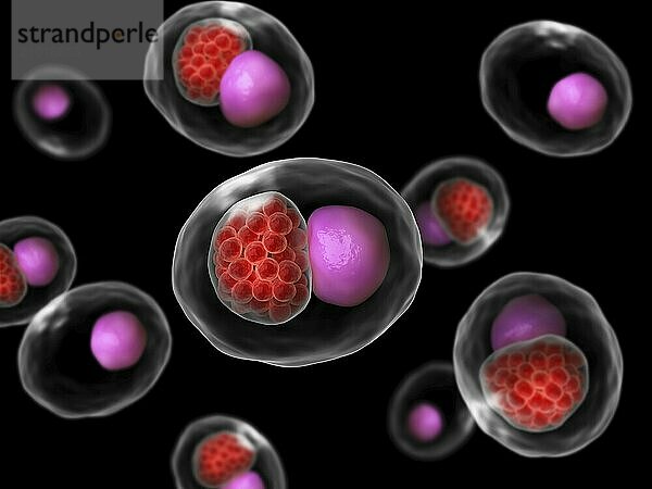 Microscopic concept of a large group of Chlamydia psittaci