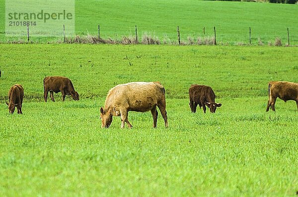 Beef cattle on green field in Brazil