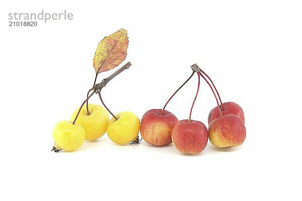 Crab apple or European wild apple isolated on white background. Wild apples are at risk of extinction