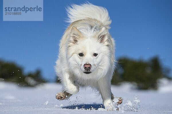 Running Icelandic dog in the snow