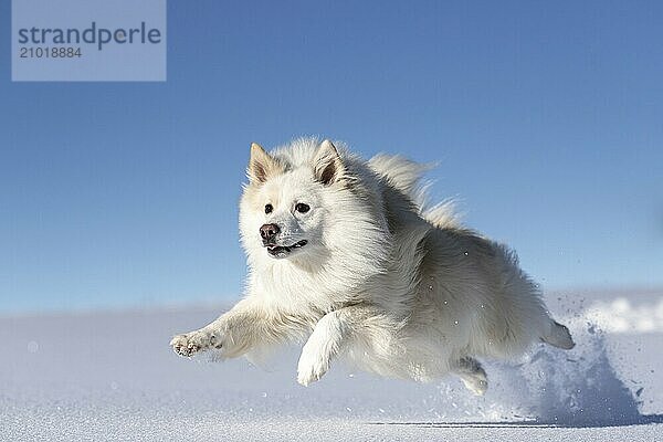 Playing in the snow