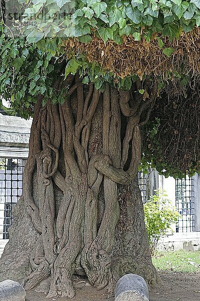 Big old tree in Istanbul