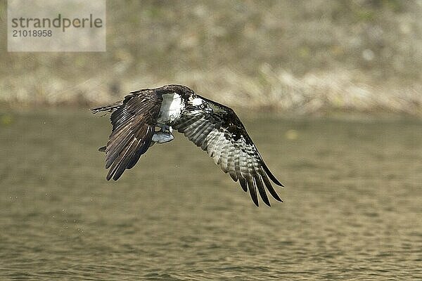 An osprey is flying low to the water with a freshly caught fish in its claws in north Idaho