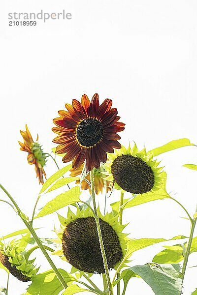 Sunflower (Helianthus annuus) red  green leaves  white background  Dortmund  Germany  Europe