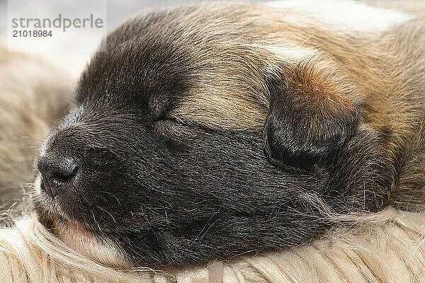 3 week old puppy (Icelandic Hound breed)